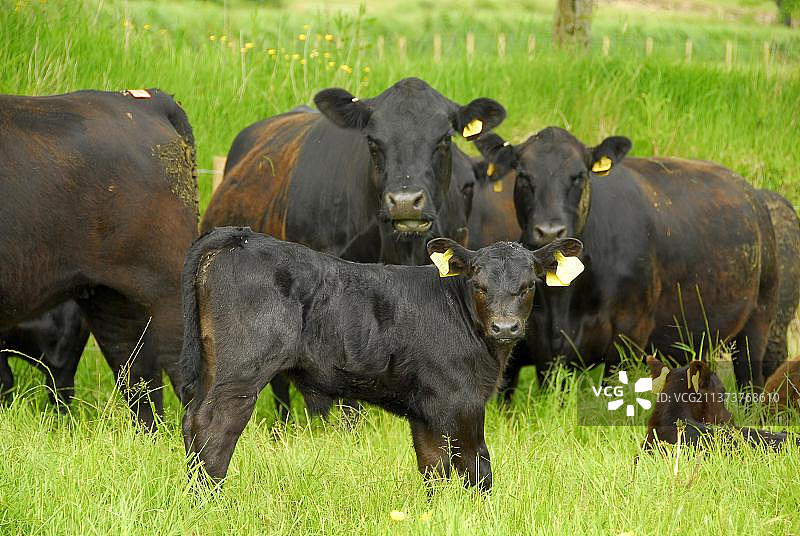 阿伯丁安格斯家牛群：公牛犊与母牛，英格兰夏季牧场图片素材
