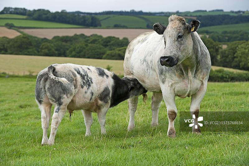 家养牛，英国蓝牛，母牛和小牛在牧场上哺乳，英国德文郡图片素材