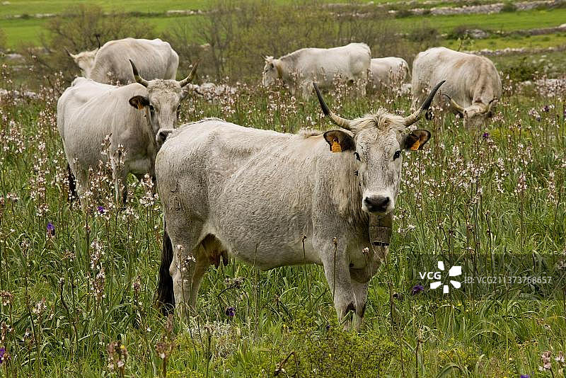 家养牛，波多利卡牛群，意大利加尔加诺半岛图片素材