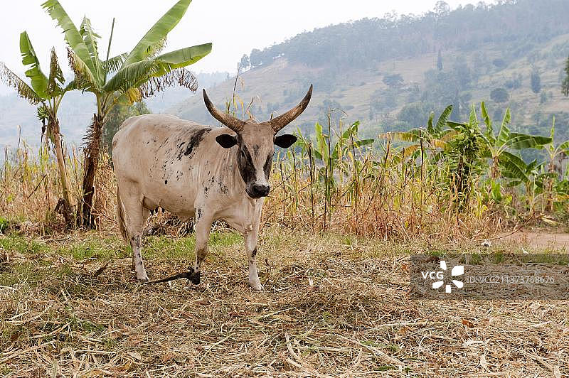 非洲卢旺达的前腿被绑住的本地牛图片素材