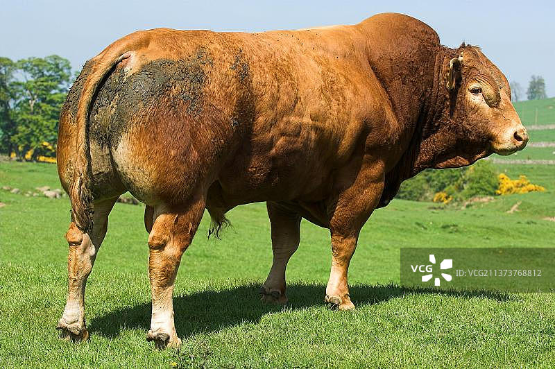 家养牛，利穆赞公牛，站在牧场上，坎布里亚，英国，欧洲图片素材