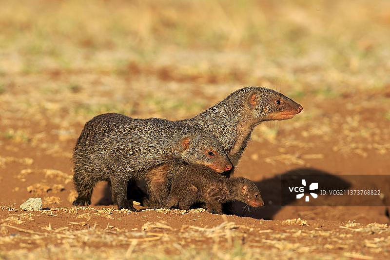 banded 獴(Mungos mungo),成年獴带着幼崽在克鲁格国家公园的巢穴里图片素材
