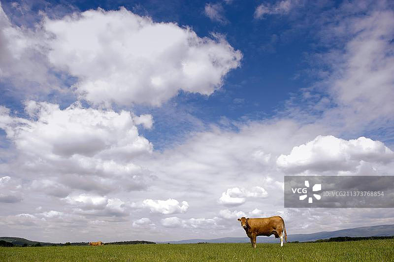 家养利木赞牛在英格兰的蓝天白云下吃草图片素材