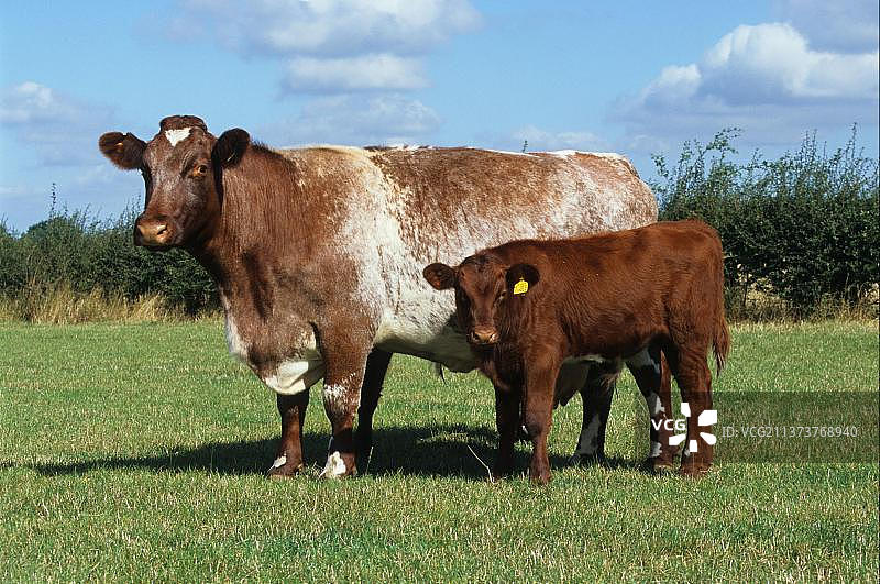 在英格兰田野里的短角牛和小牛图片素材