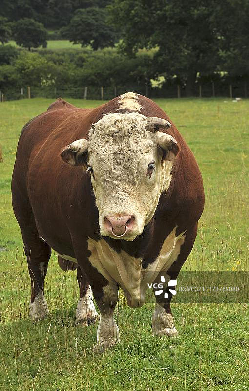 英国柴郡牧场上的传统赫里福德公牛图片素材