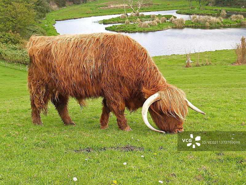 英格兰德文郡高地牧场上的公牛图片素材