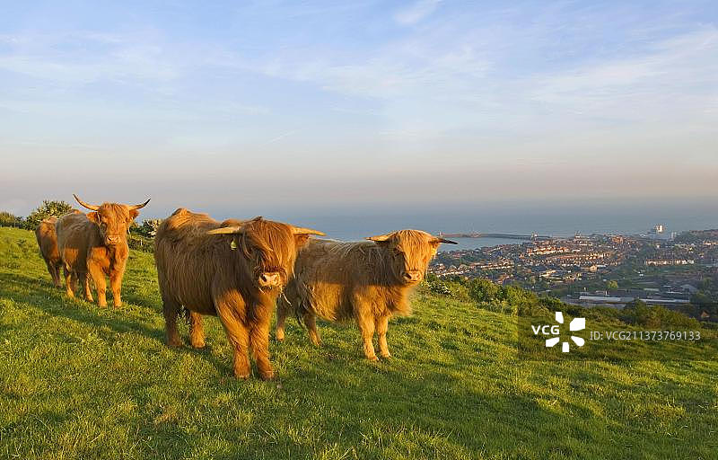 高地牛群，用作沿海自然保护区的栖息地管理，英国肯特郡福克斯通图片素材