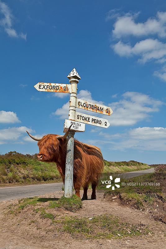 家养牛，高地牛站在路标旁，位于英国萨默塞特埃克斯穆尔的波洛克邮政枢纽图片素材