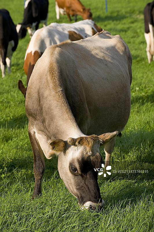 在约克郡山谷牧场上吃草的泽西奶牛图片素材