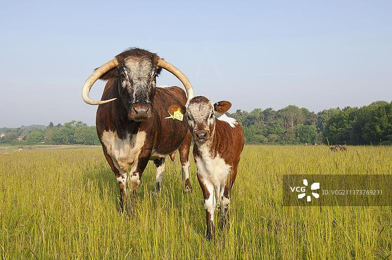 长角牛和牛犊（诺福克，英格兰）图片素材