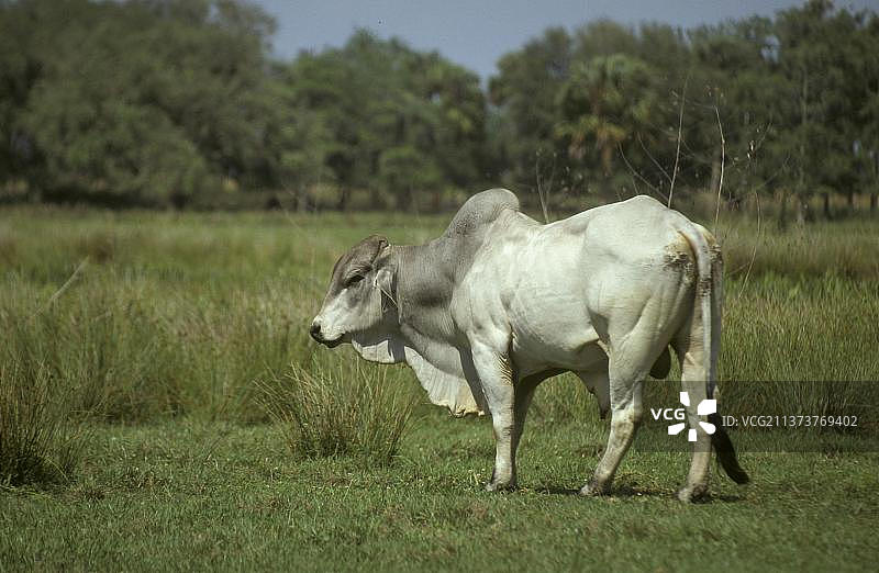 婆罗门牛图片素材