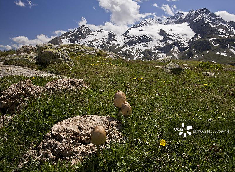 光柄菇图片素材