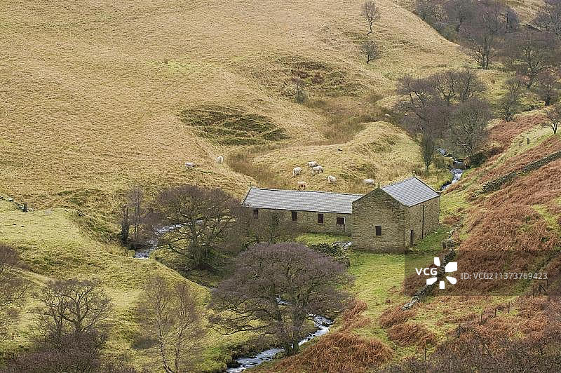 阿什普山谷的荒地山谷，有溪流、农舍和牛图片素材