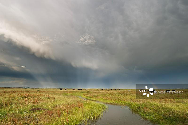 沿海牧场牲畜上空的暴风云和彩虹，英国肯特郡埃尔姆利沼泽国家自然保护区图片素材