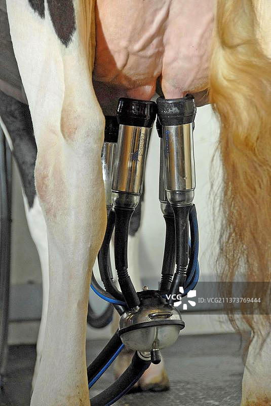 英格兰兰开夏郡的奶牛养殖场：挤奶机特写图片素材