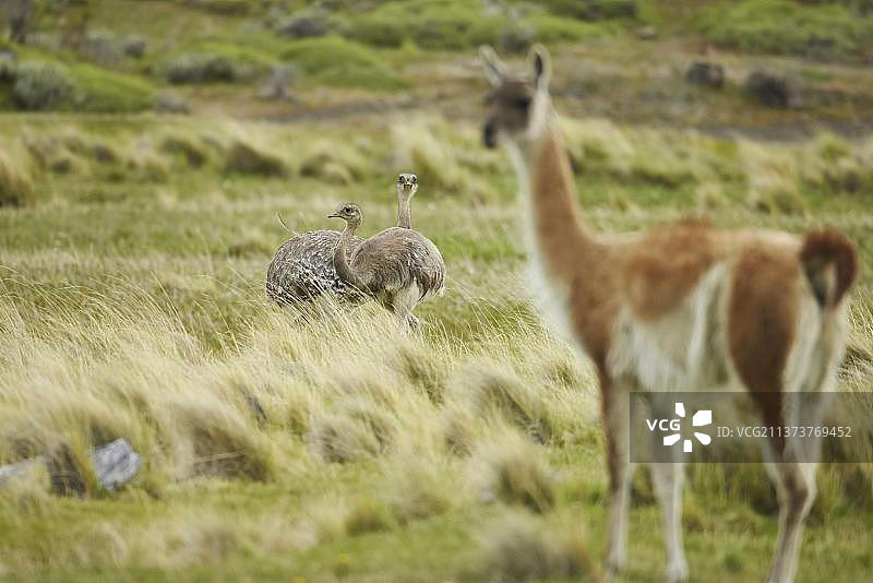 小丘鹬与原驼，智利百内国家公园图片素材