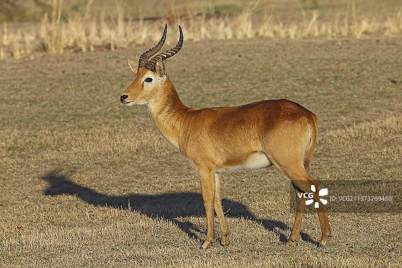 赞比亚南卢安瓜国家公园草地上站立的成年雄性普库羚羊图片素材