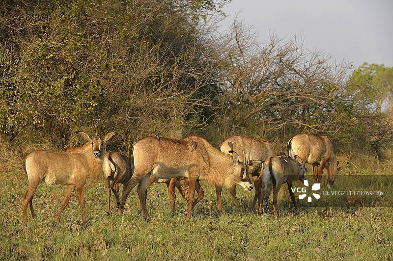 非洲马羚：成年与幼年羚羊在赞比亚卡富埃国家公园的草地上觅食图片素材