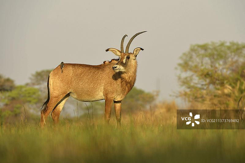 草地上站立的成年紫羚，赞比亚卡富埃国家公园图片素材