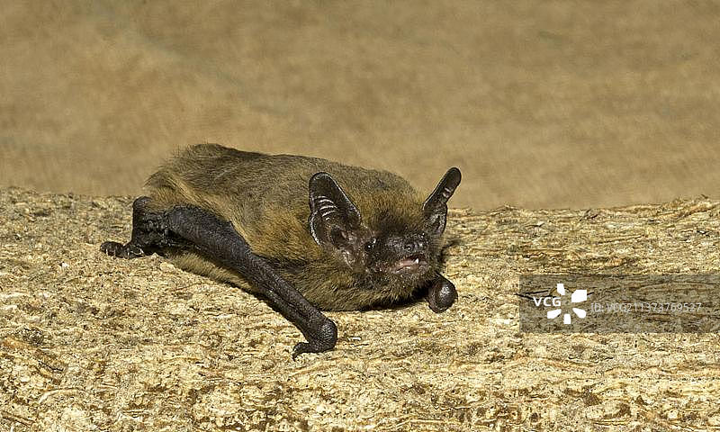 普通蝙蝠，哺乳动物，成年普通蝙蝠栖息在木头上，发出回声定位（英国苏塞克斯）图片素材