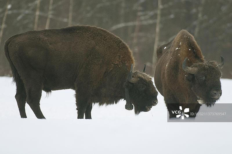 雪地草甸上的两只戴项圈欧洲野牛图片素材