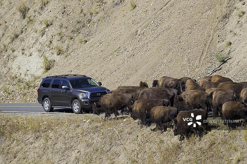 北美野牛：成年雄性、雌性和幼崽，在黄石国家公园的道路上造成交通堵塞，怀俄明州，美国图片素材