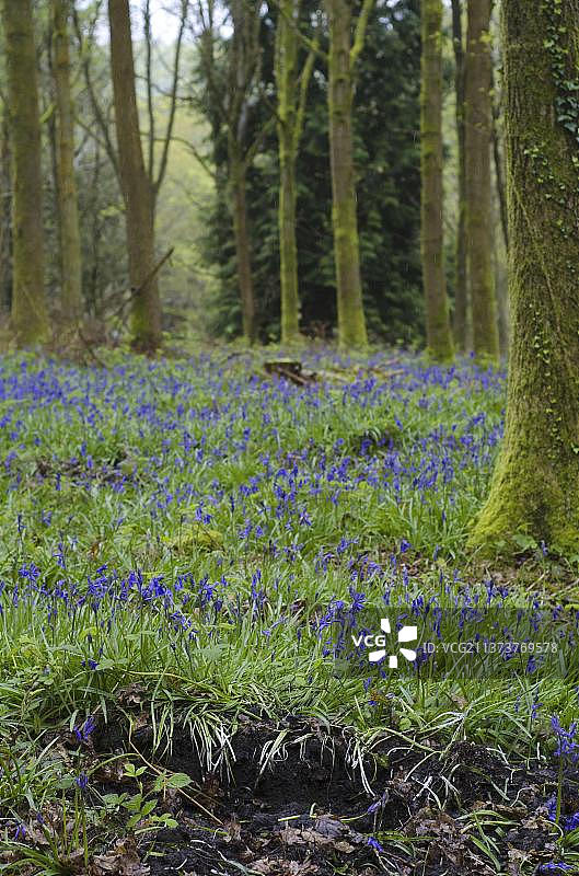 风信子图片素材