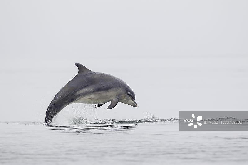 海豚跃出海面，苏格兰莫雷湾图片素材