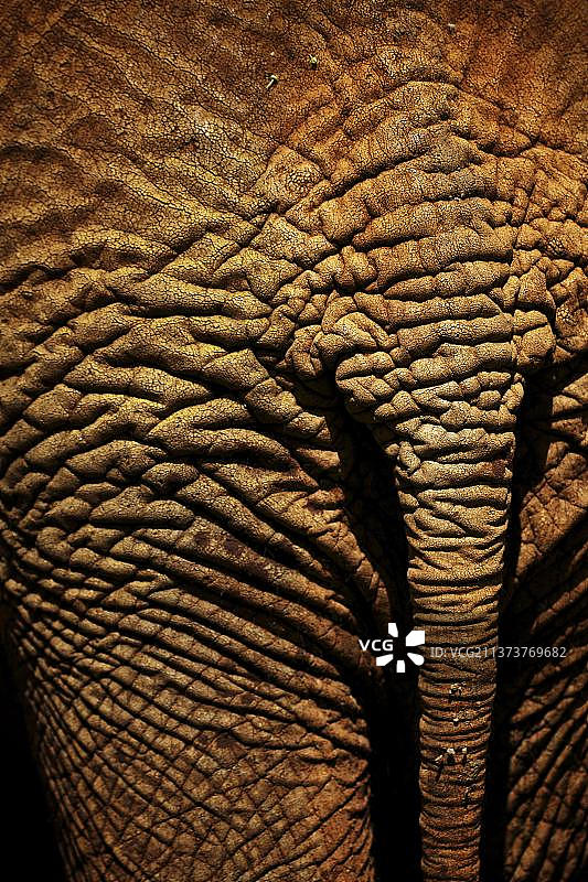 非洲象（非洲象），成年象的皮肤和尾巴特写，肯尼亚，非洲图片素材