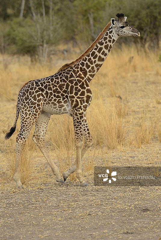 索恩克罗夫特长颈鹿幼年雄性，行走，赞比亚南卢安瓜国家公园图片素材
