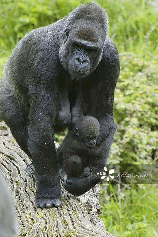 抱着幼崽的成年西部低地雌性黑猩猩图片素材