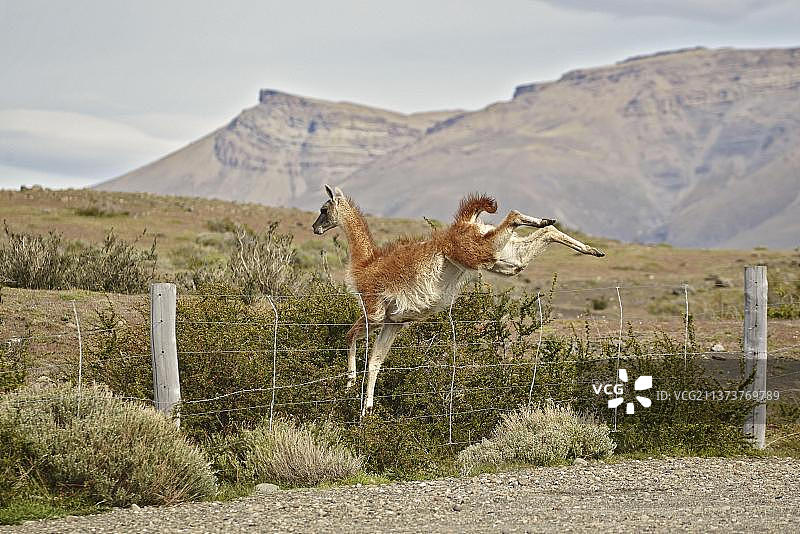 原驼成年个体跳跃于围栏之上，百内国家公园，南巴塔哥尼亚，智利，南美洲图片素材
