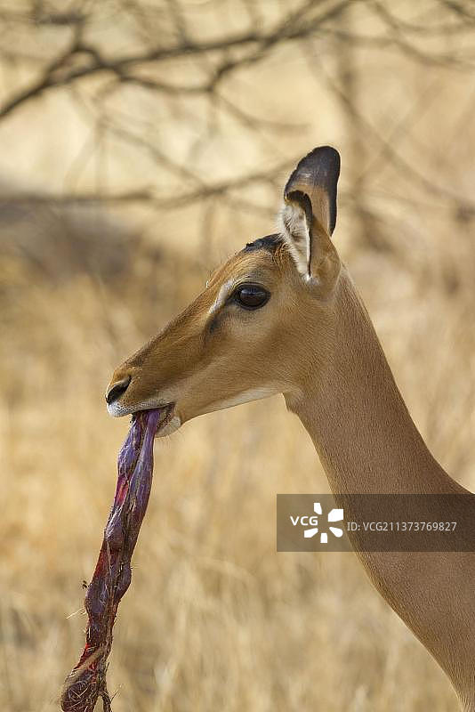 正在食用胎盘的成年雌性黑斑羚头部特写图片素材