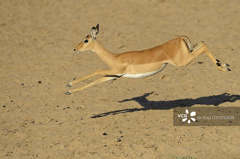 黑斑羚（Aepyceros melampus）成年雌性，奔跑，南卢安瓜国家公园，赞比亚图片素材