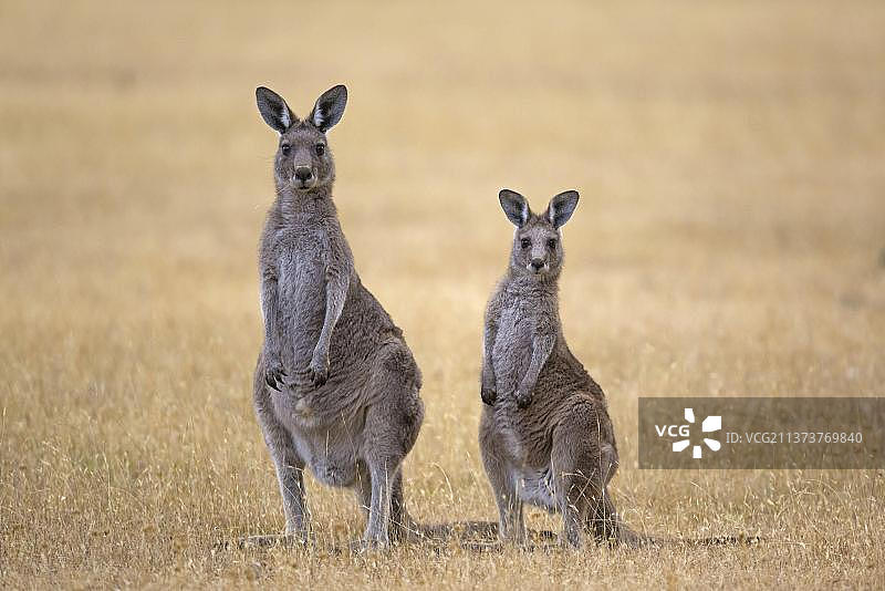 东部灰大袋鼠图片素材