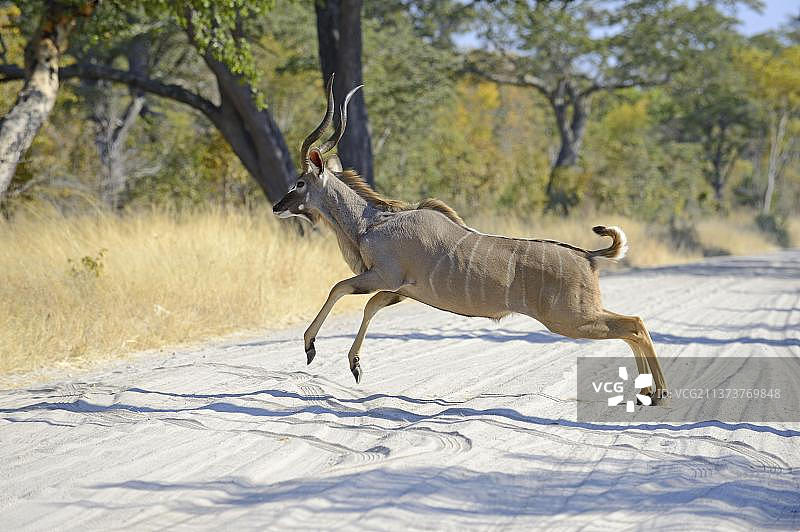 大捻角羚成年雄性奔跑，津巴布韦万基国家公园图片素材