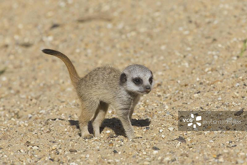 猫鼬，食肉动物，哺乳动物，站在沙地上图片素材