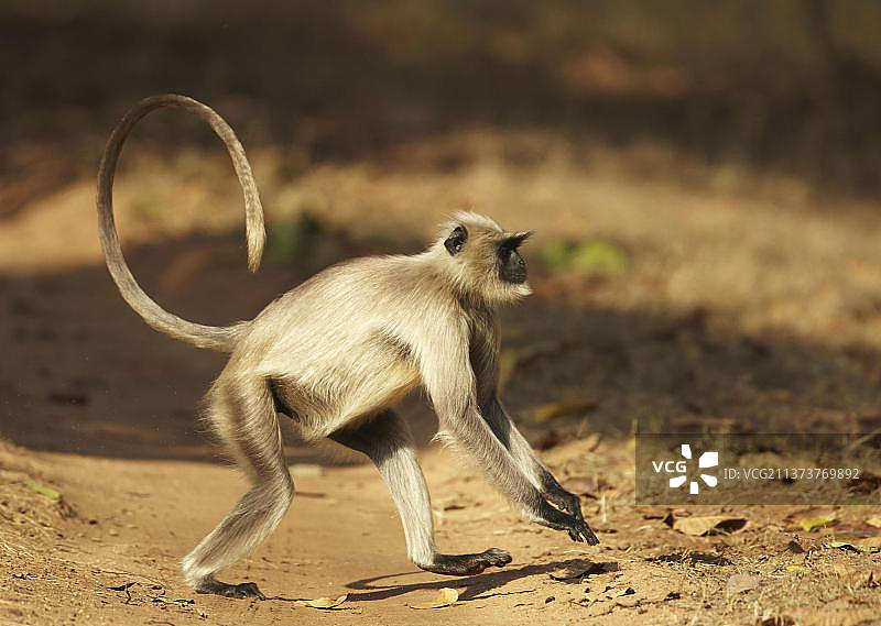 北方平原灰叶猴，成年个体，在印度中央邦班达迦国家公园奔跑图片素材
