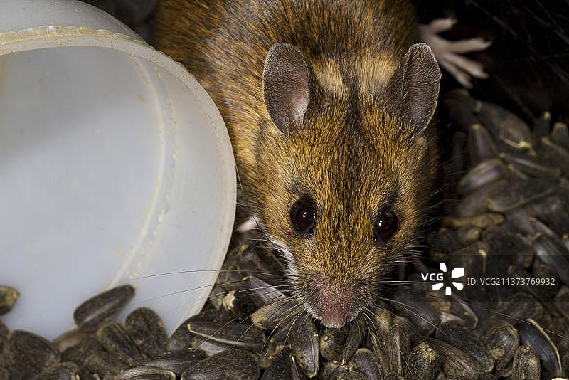 成年林鼠（Apodemus sylvaticus），储存着黑色葵花籽，威尔士，英国，欧洲图片素材