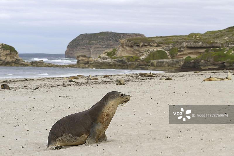澳大利亚海狮：沙滩栖息地的成年雌性海狮，袋鼠岛海豹湾图片素材