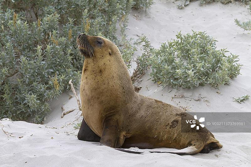 澳大利亚海狮，成年雄性在沙滩上（袋鼠岛海豹湾）图片素材