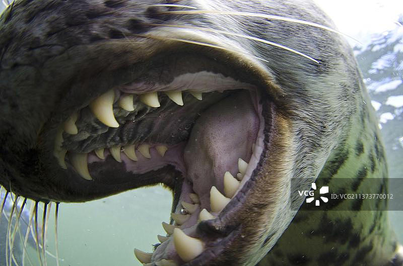 法恩群岛水下张开嘴对着镜头的灰色海豹幼崽特写图片素材