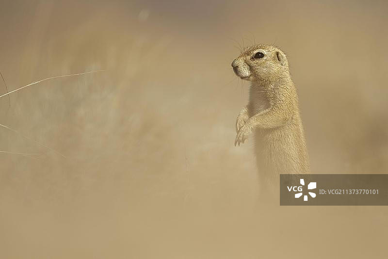 非洲纳米比亚草原上的开普敦地松鼠图片素材