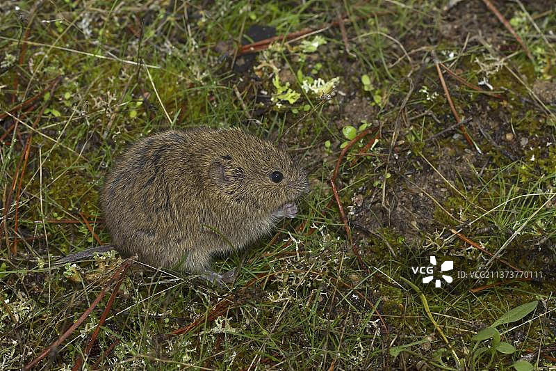 田鼠，普通田鼠，西班牙卡斯蒂利亚-莱昂的田鼠图片素材