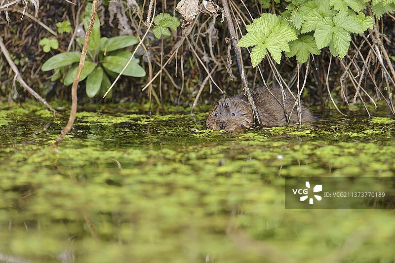 东方田鼠、欧洲水鼠图片素材