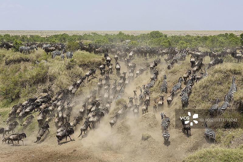在热带稀树草原迁徙的西部蓝色角马和普通平原斑马图片素材