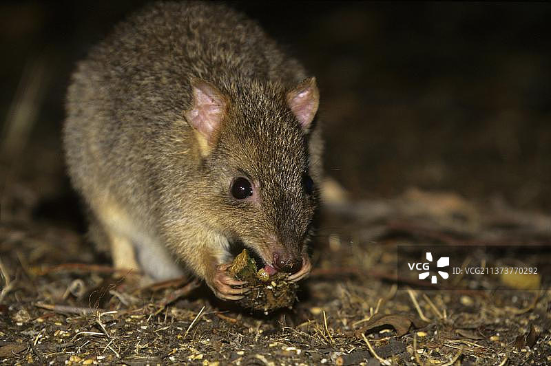 刷尾袋鼠图片素材
