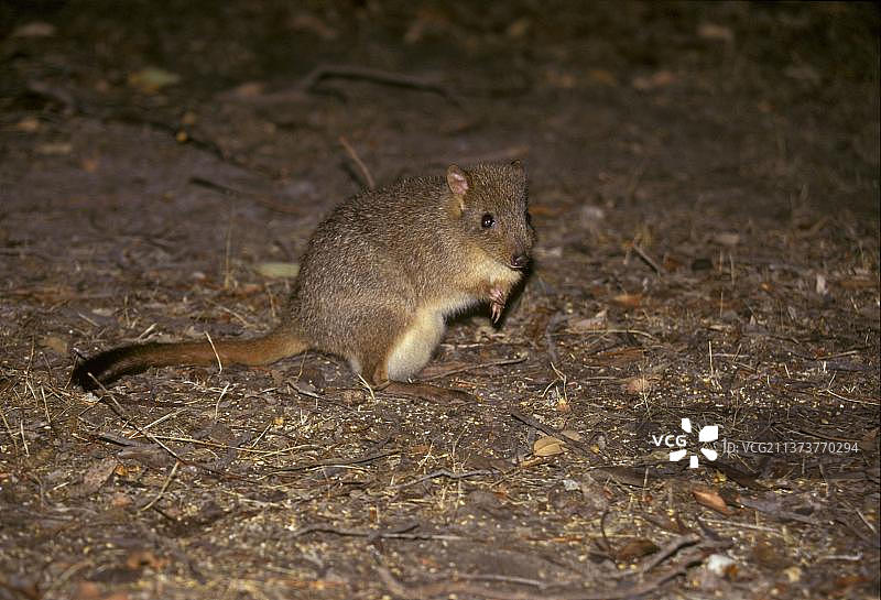 刷尾袋鼠图片素材
