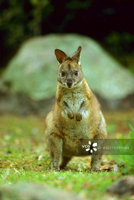 红颈小袋鼠，澳大利亚昆士兰州图片素材
