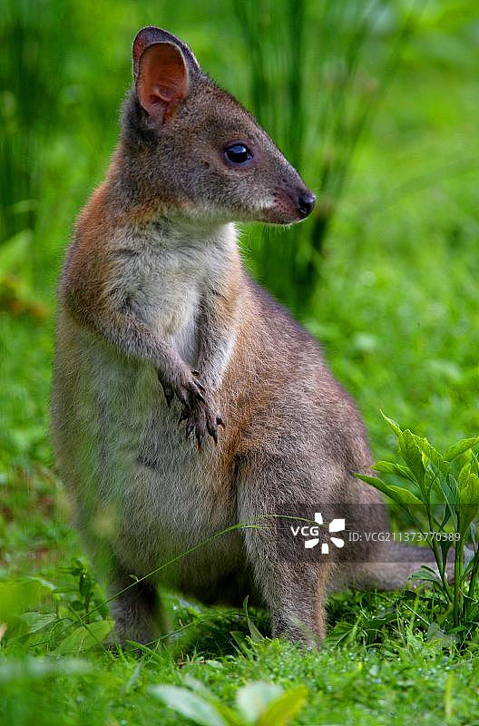 赤颈小袋鼠幼崽，澳大利亚昆士兰州拉明顿国家公园图片素材